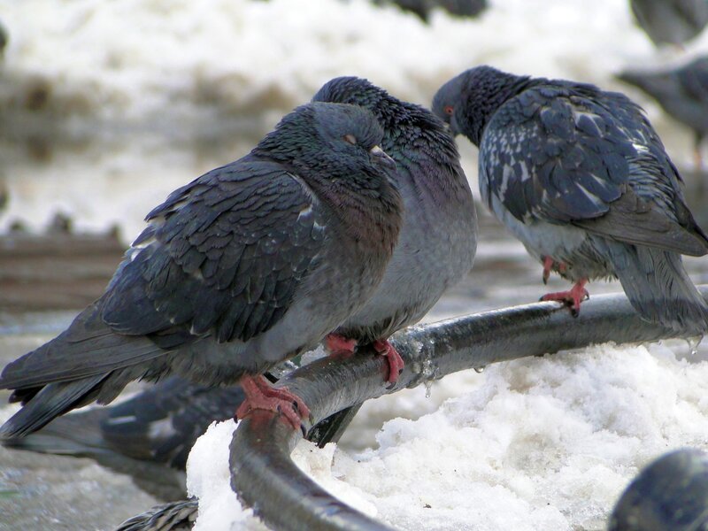 Pigeons on a snowy branch