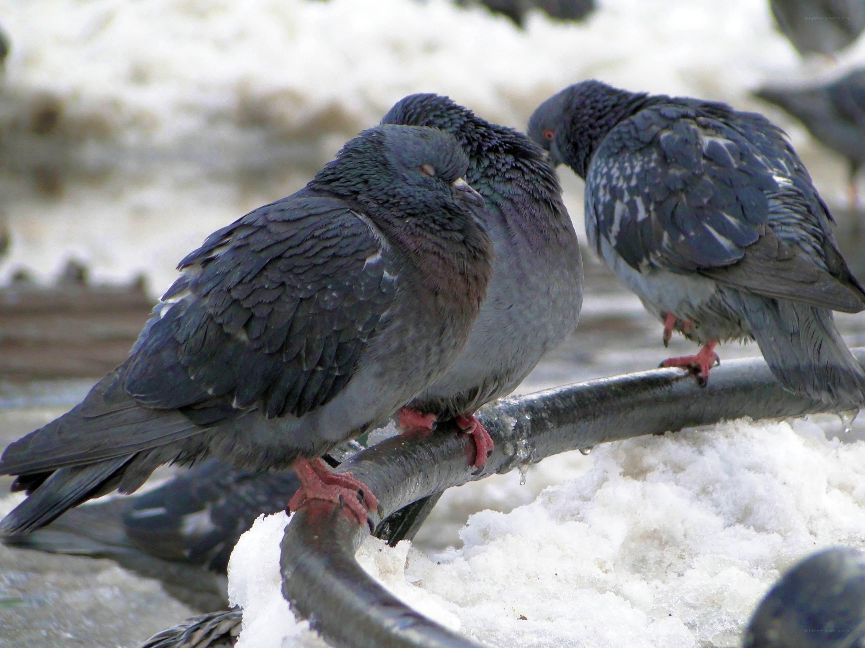 Pigeons on a snowy branch