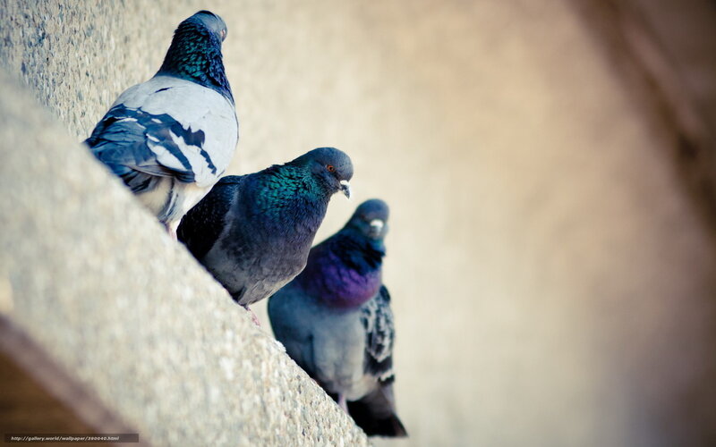 pigeons on a stone ledge