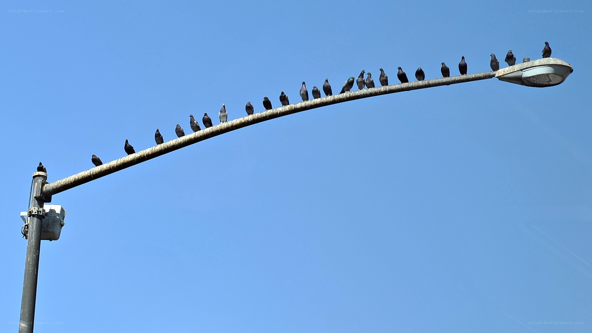 Pigeons on a streetlight
