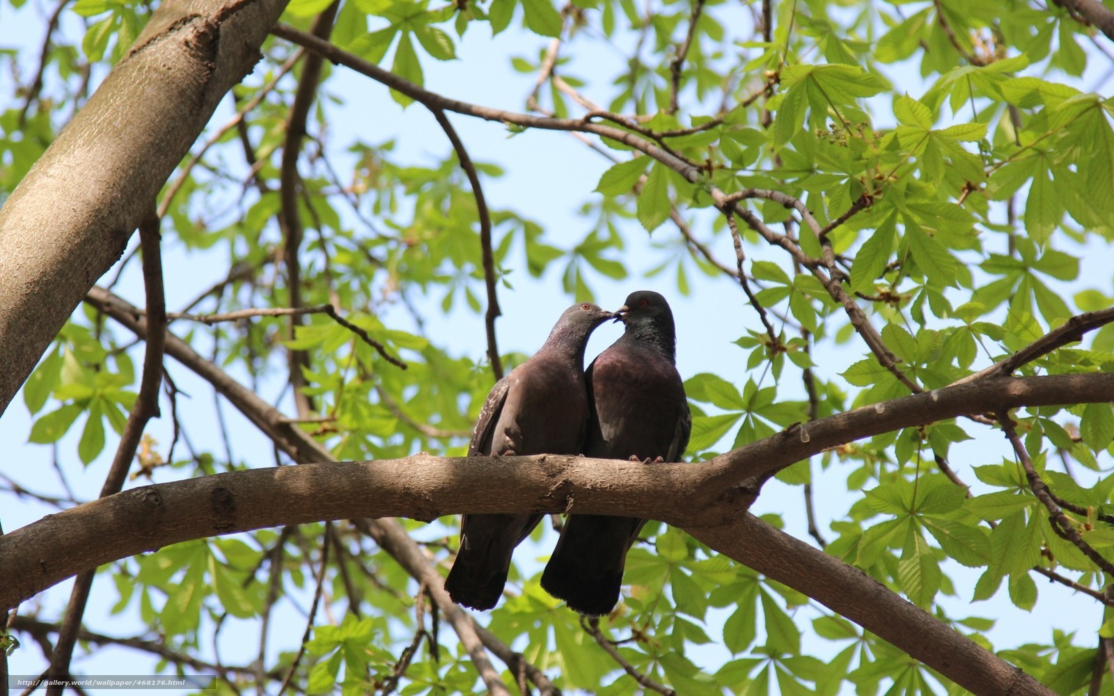 Pigeons on a tree branch