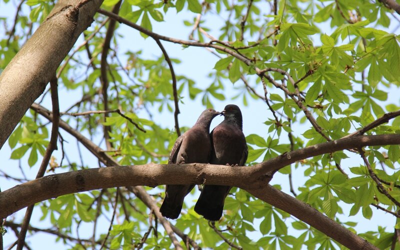 Pigeons on a tree branch