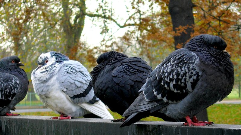 Pigeons on a wall