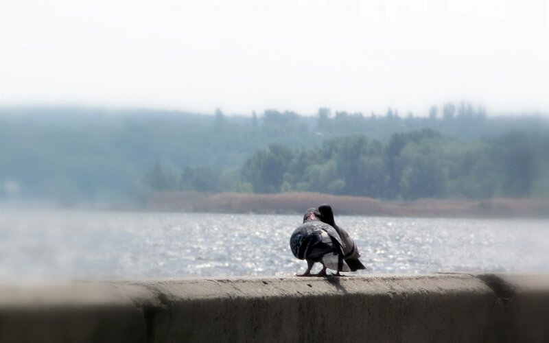 Pigeons on a wall by the water
