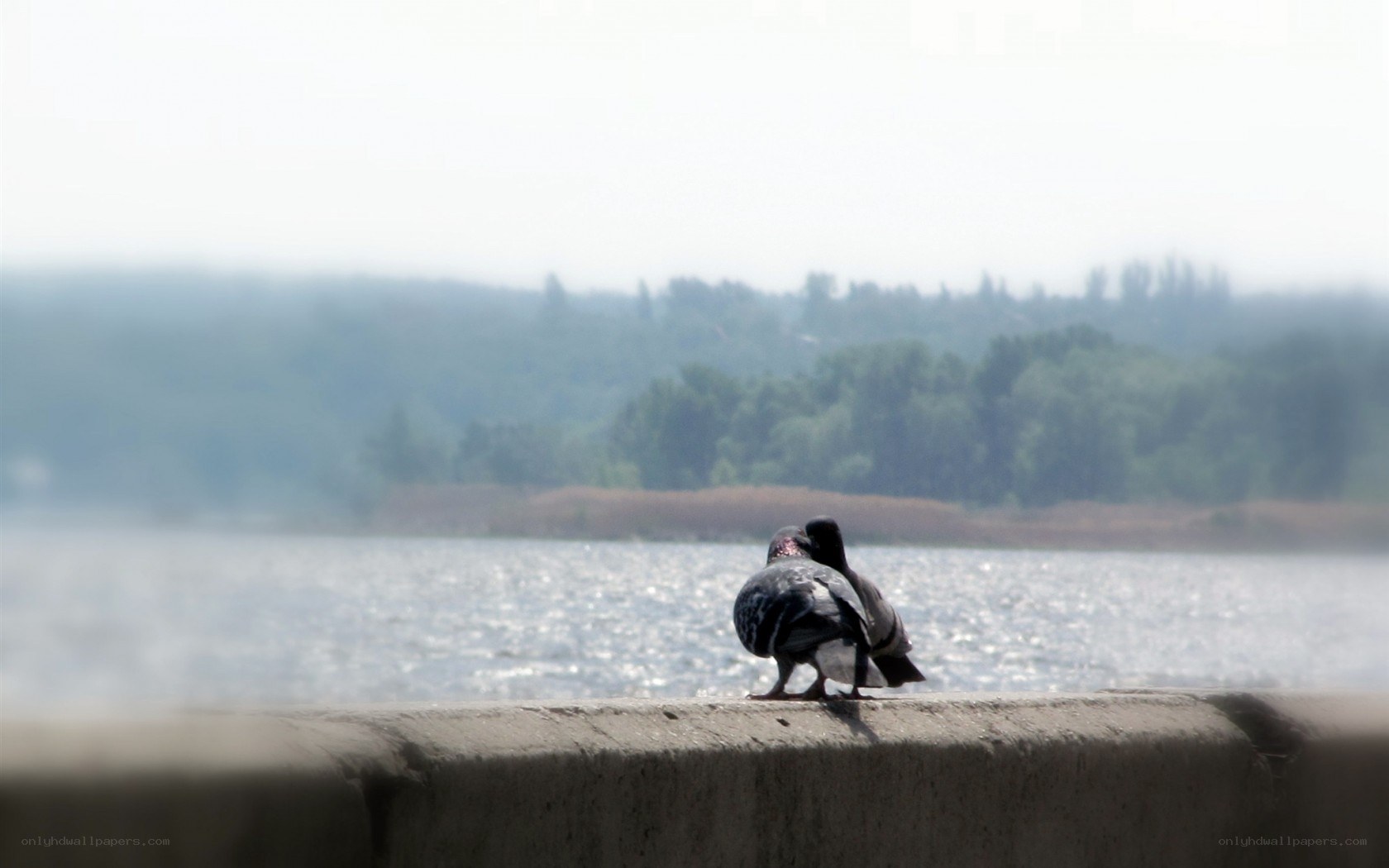 Pigeons on a wall by the water