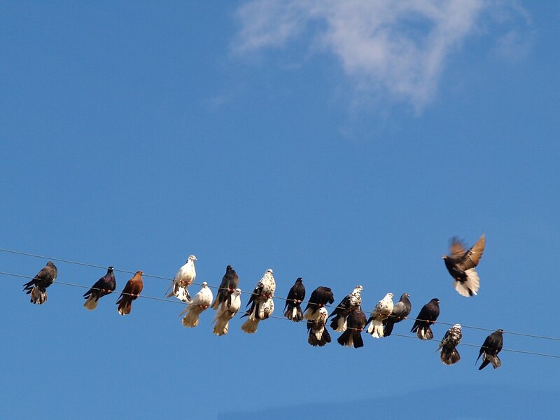 Pigeons on a Wire — Blue