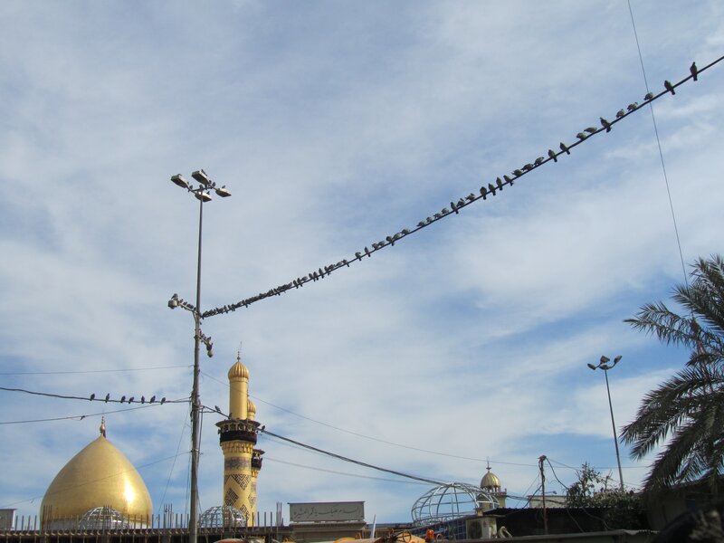 Pigeons on a wire near golden domes