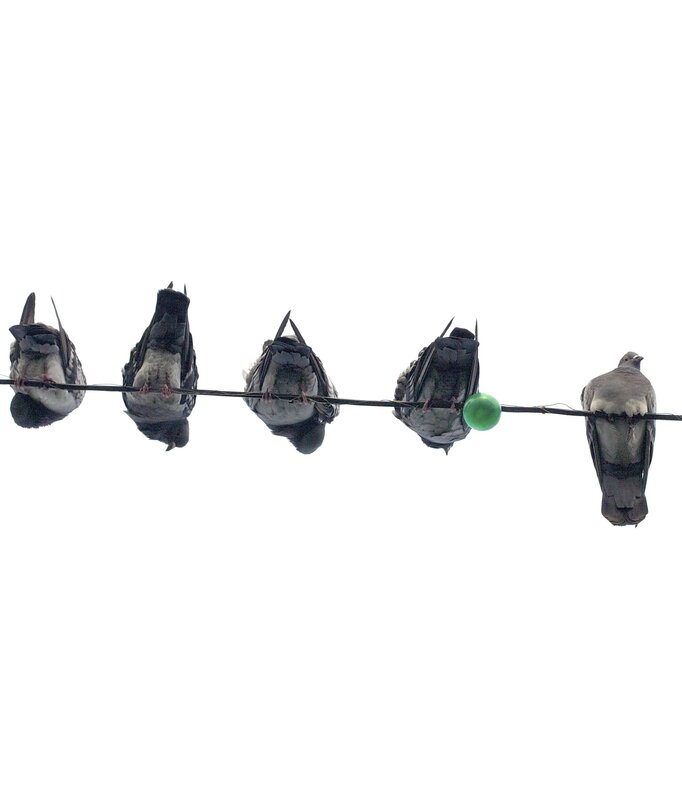 pigeons on a wire