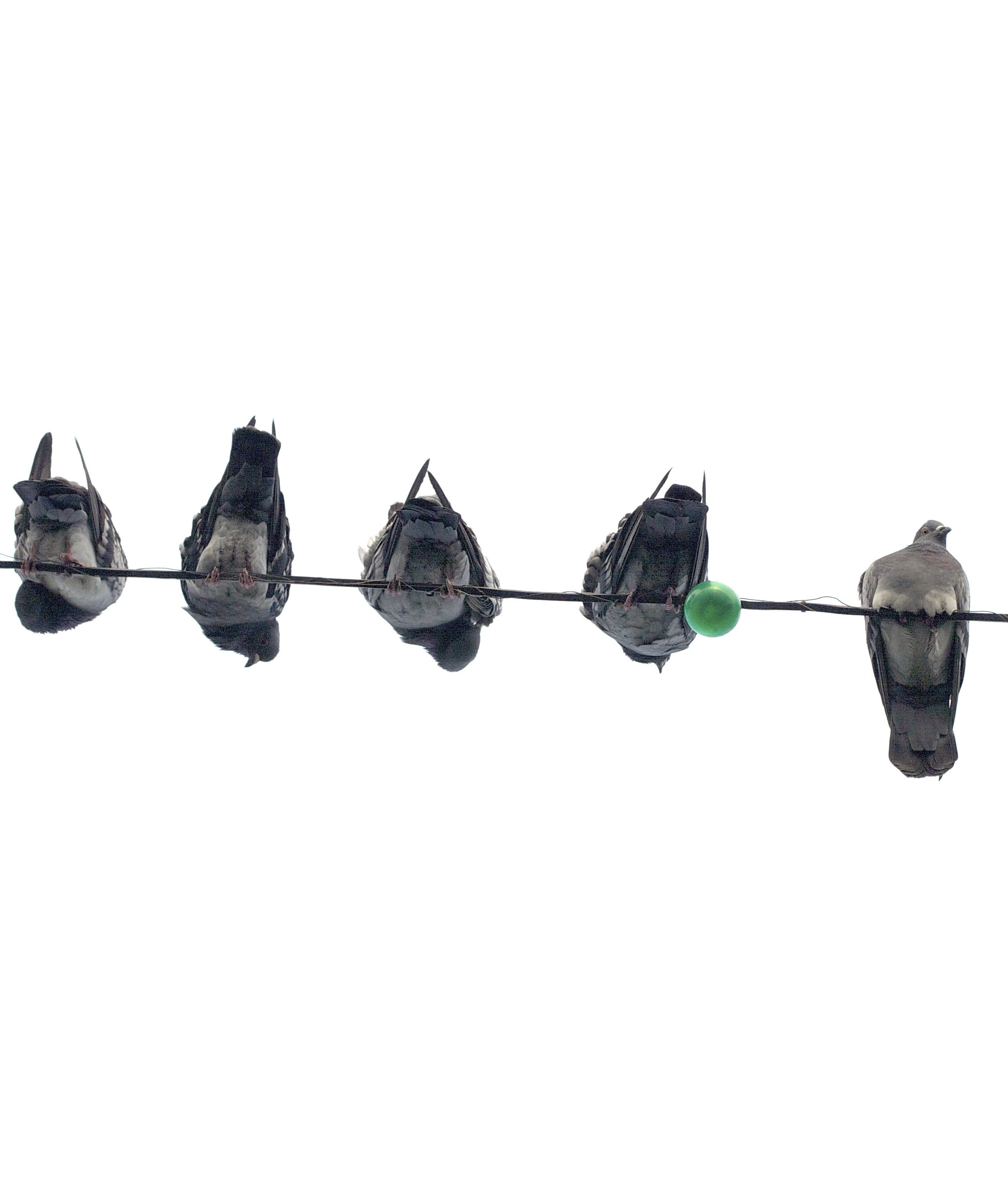 pigeons on a wire
