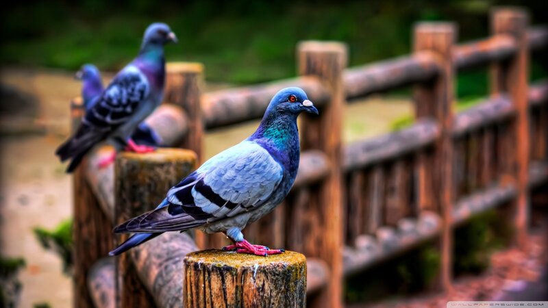 Pigeons on a wooden fence