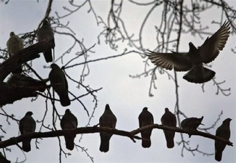 Pigeons on bare tree branches