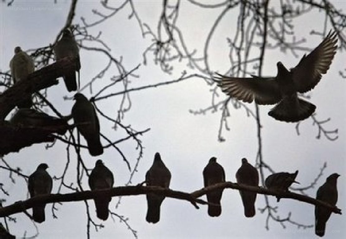 Pigeons on bare tree branches