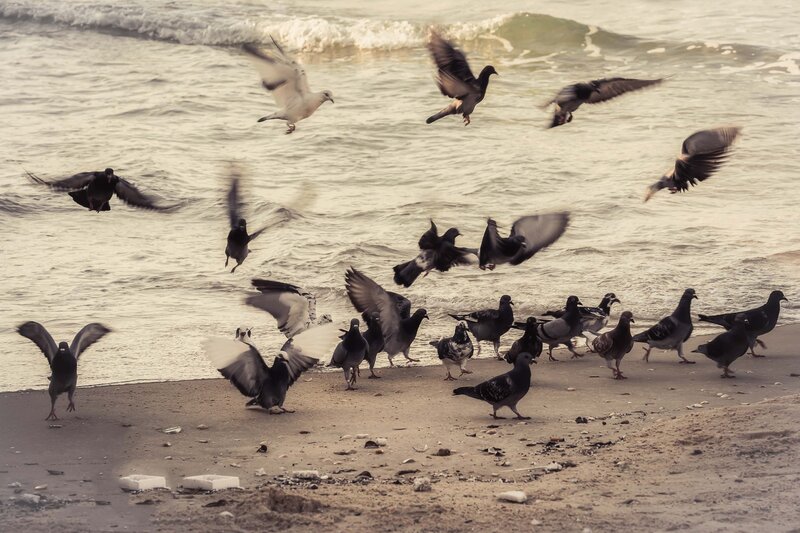 Pigeons on Beach