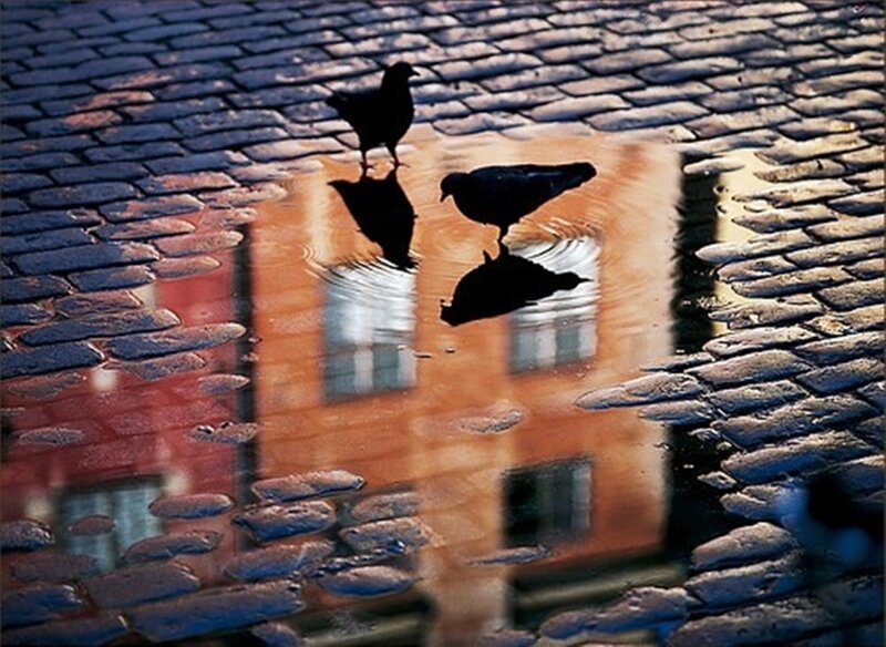 Pigeons on Cobblestones — Blue