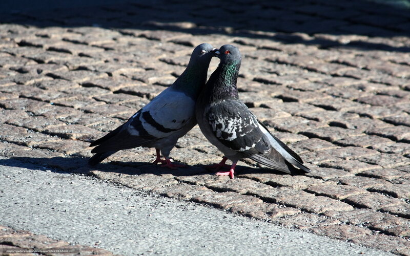 Pigeons on cobblestones