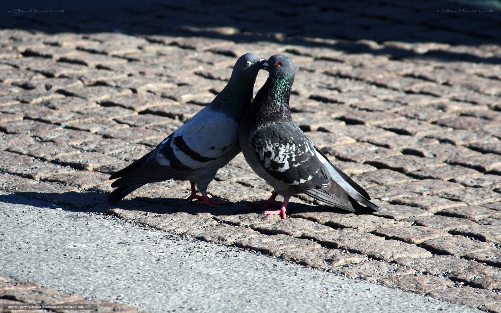 Pigeons on cobblestones