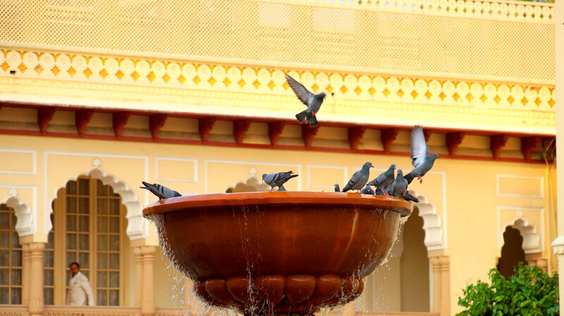 Pigeons on Fountain — Yellow