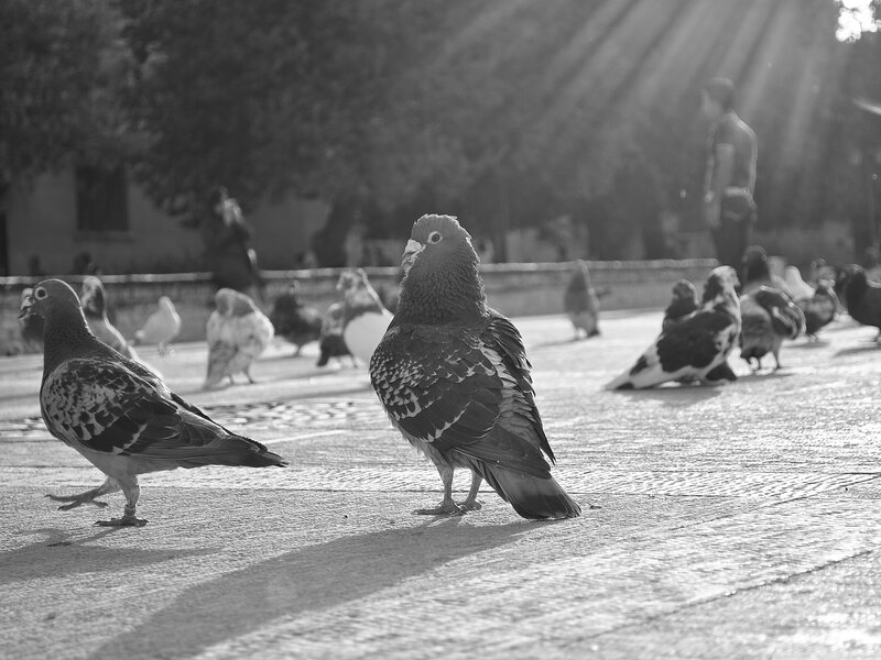 Pigeons on Pavement — Black