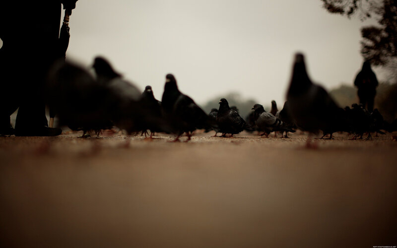 Pigeons on Pavement — Brown