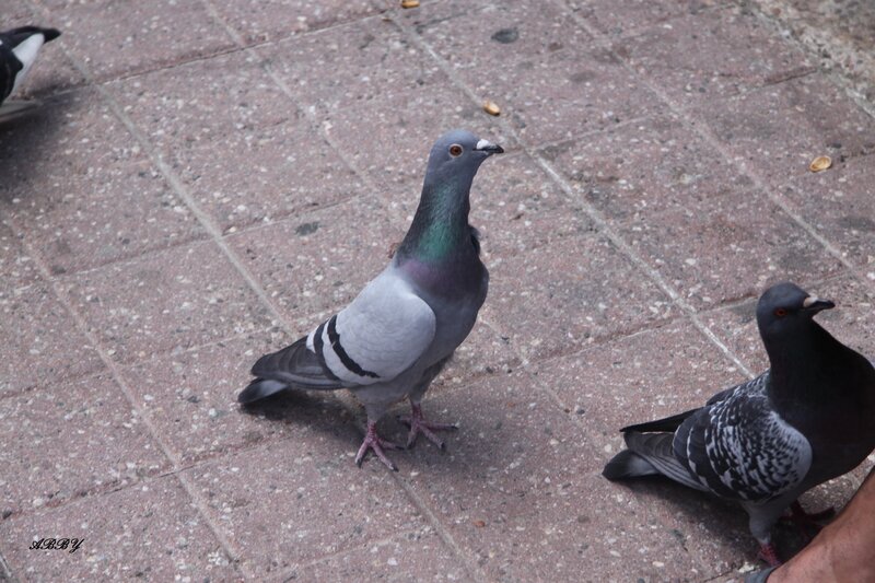 Pigeons on Pavement — Gray, Calm
