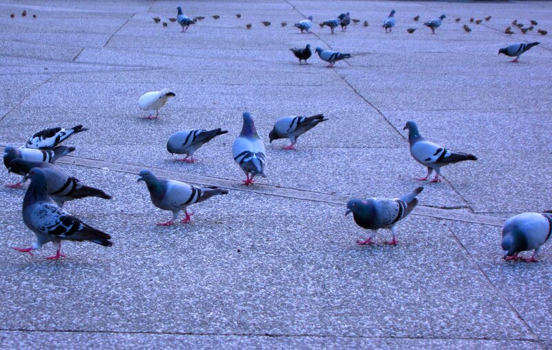 Pigeons on Pavement