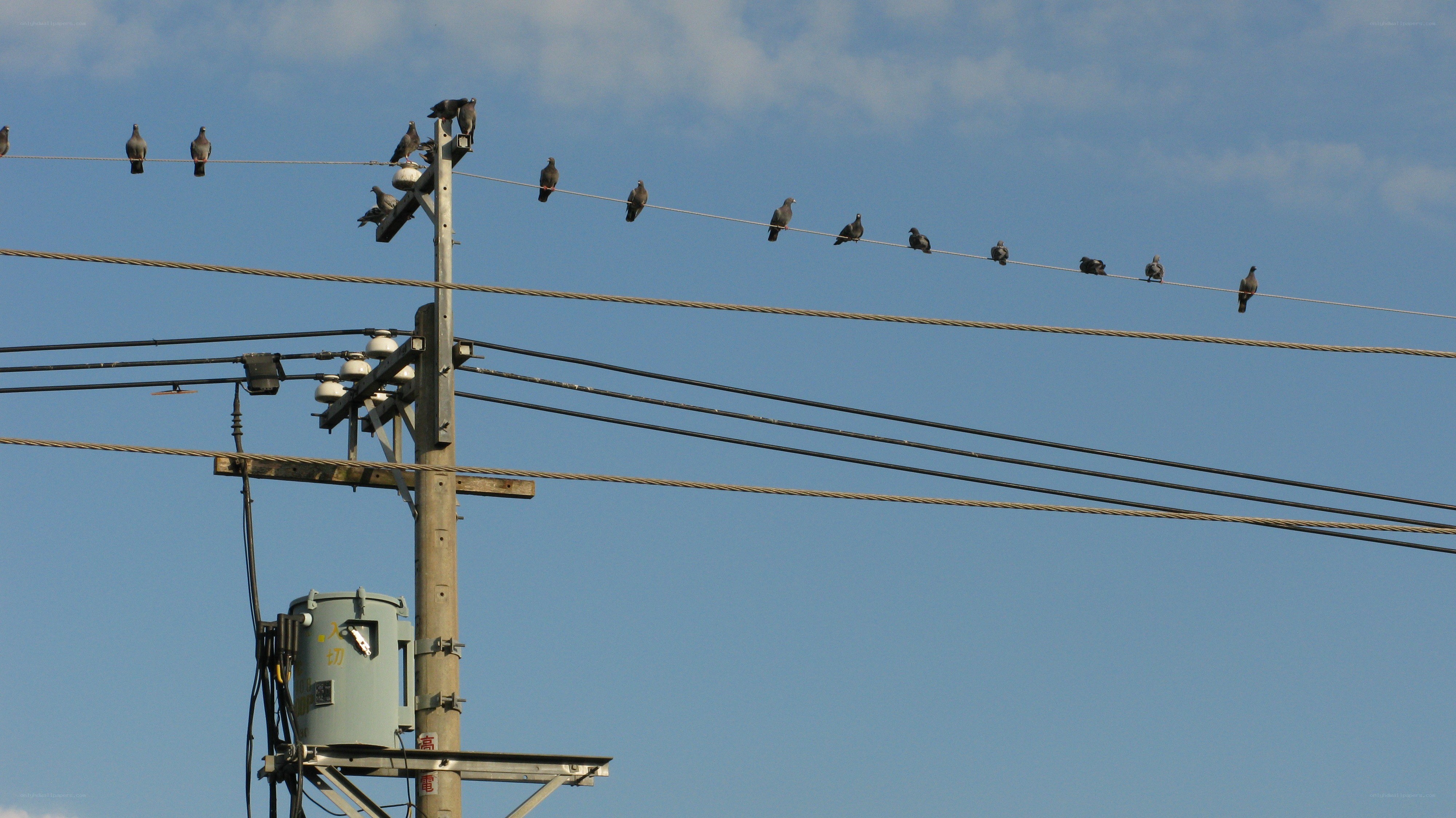 Pigeons on power lines