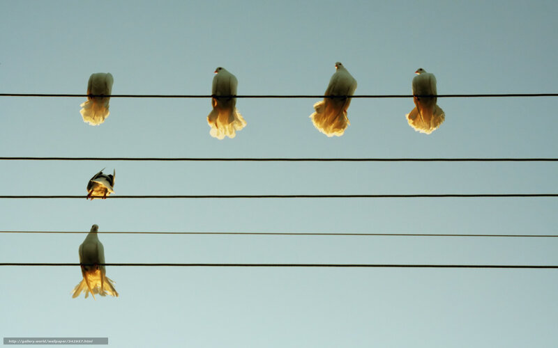 Pigeons on power lines