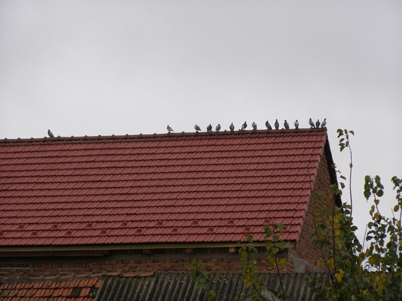 Pigeons on Roof