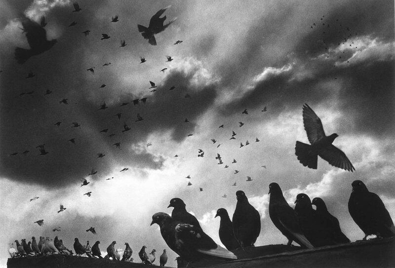 Pigeons on Rooftop