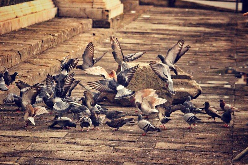 Pigeons on stone steps