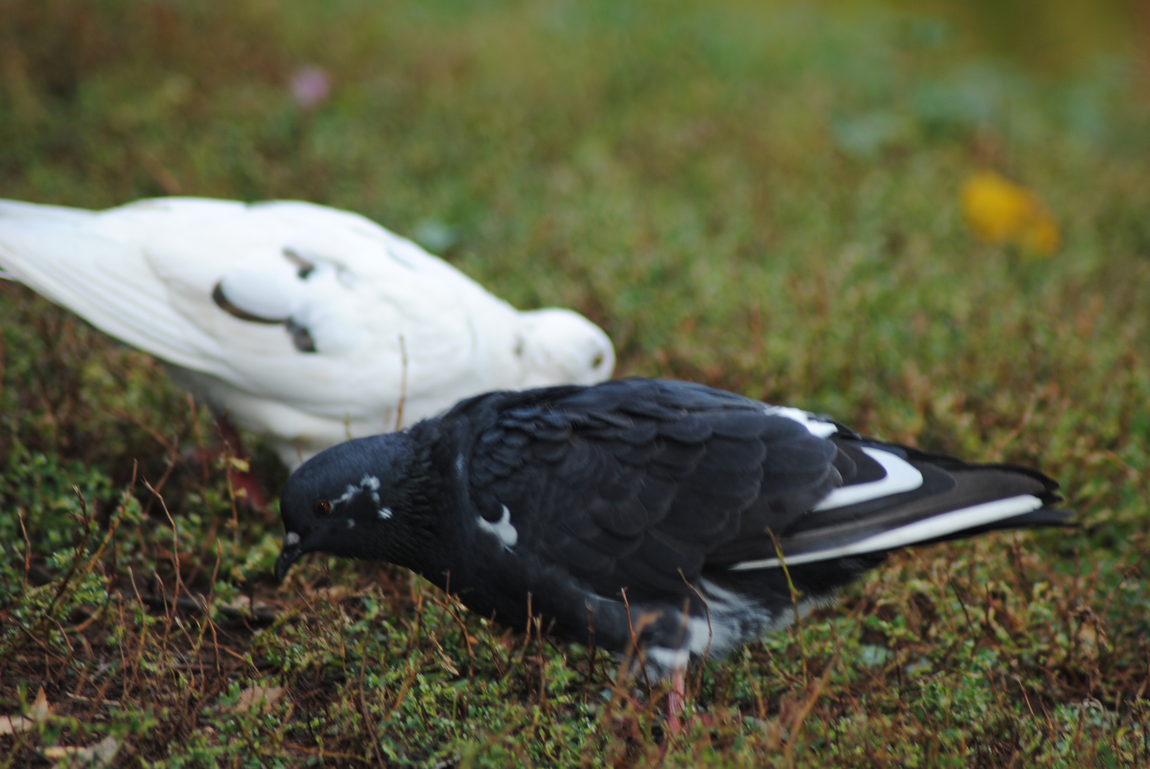 Pigeons on the grass
