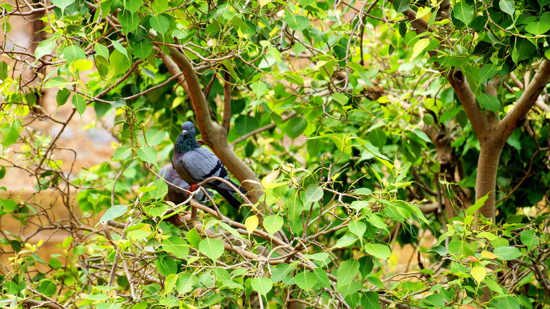 Pigeons on Tree Branch