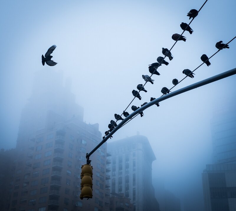 Pigeons on Wire