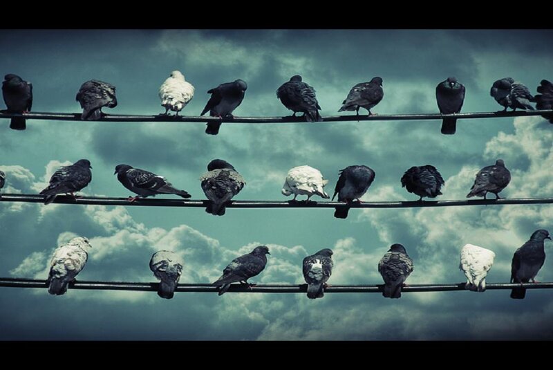 Pigeons on Wires