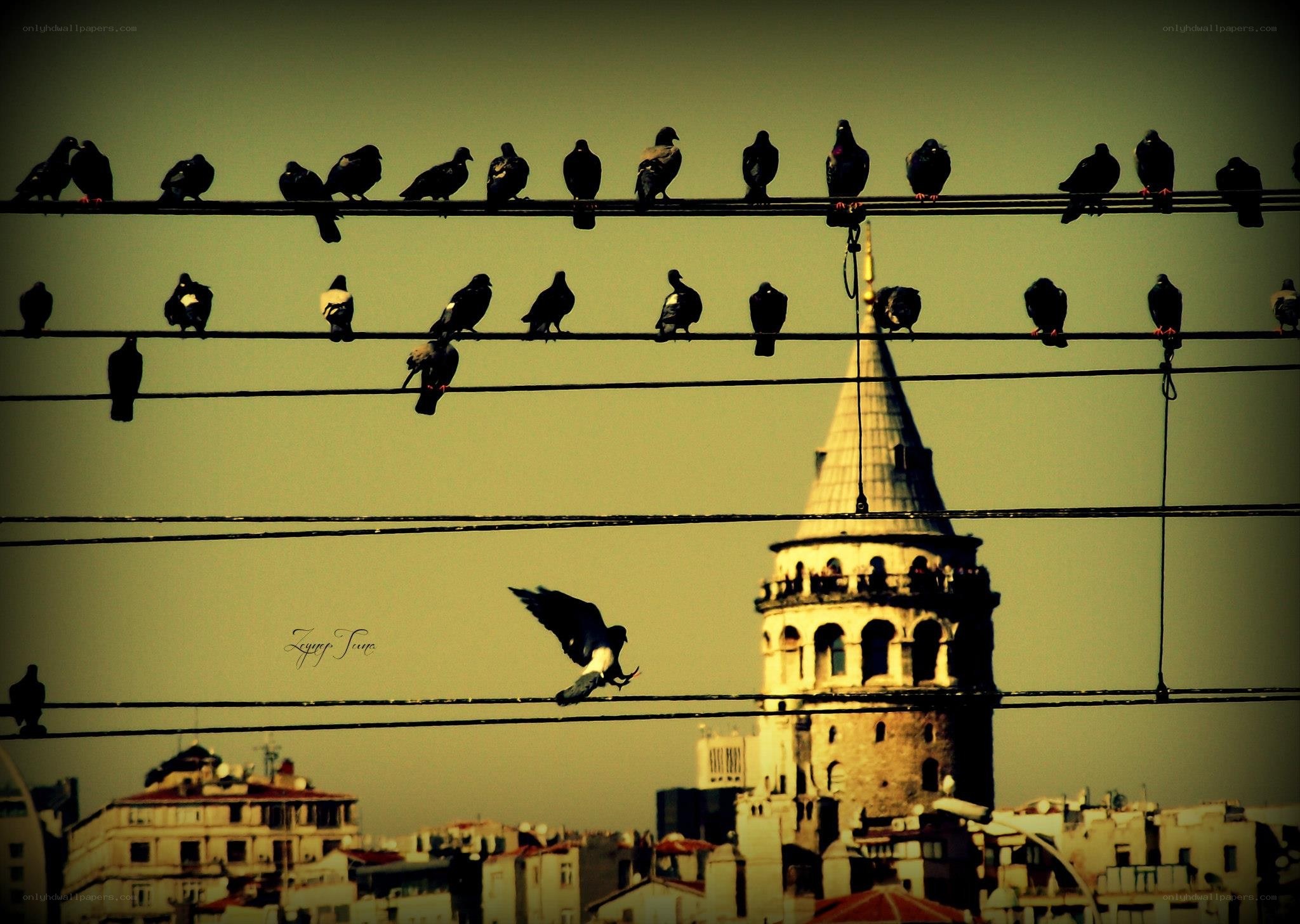 Pigeons on wires with Galata Tower