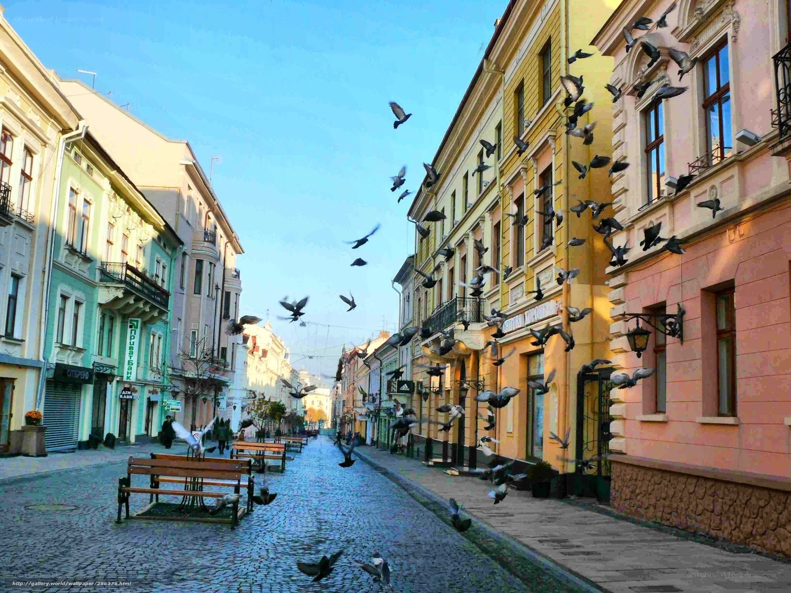 Pigeons over a cobblestone street