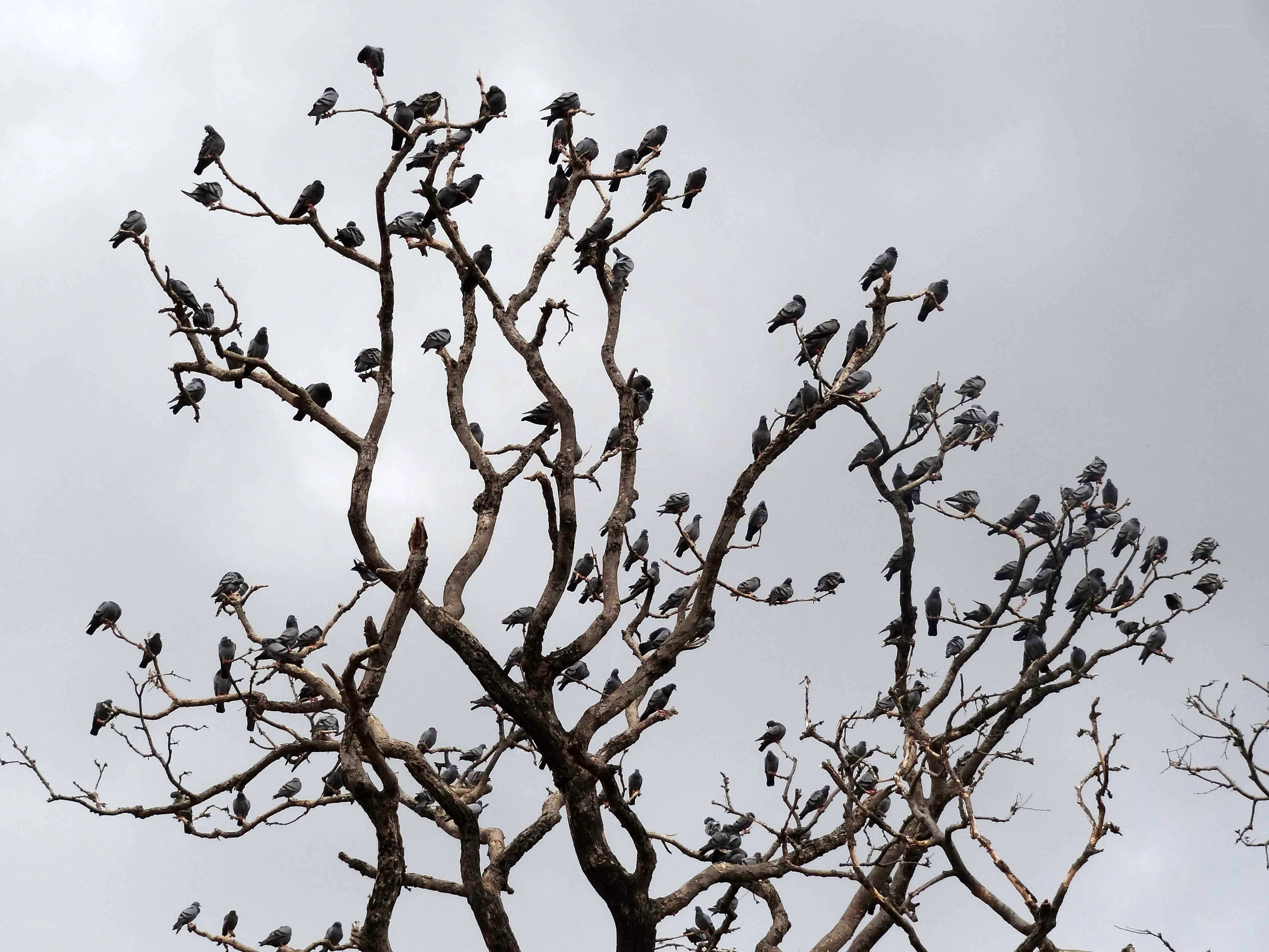 Pigeons perched on bare branches