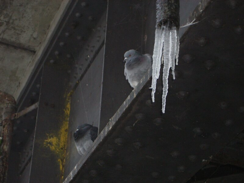 Pigeons under a bridge with icicles