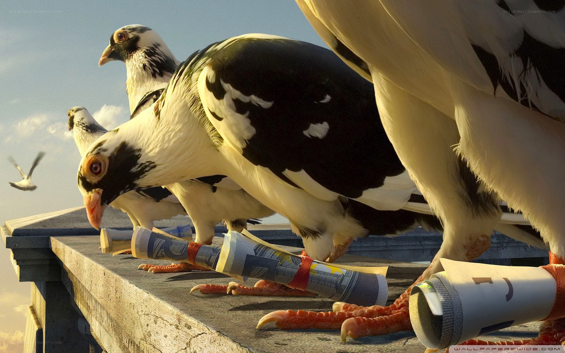 Pigeons with money rolls