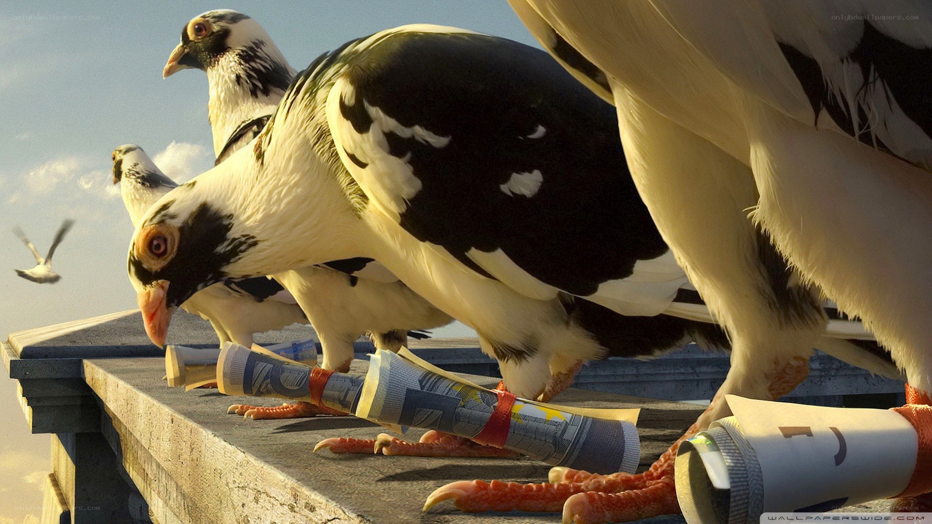 Pigeons with money rolls