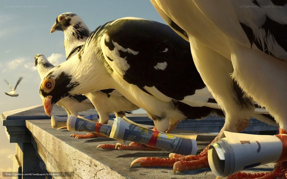 Pigeons with money rolls