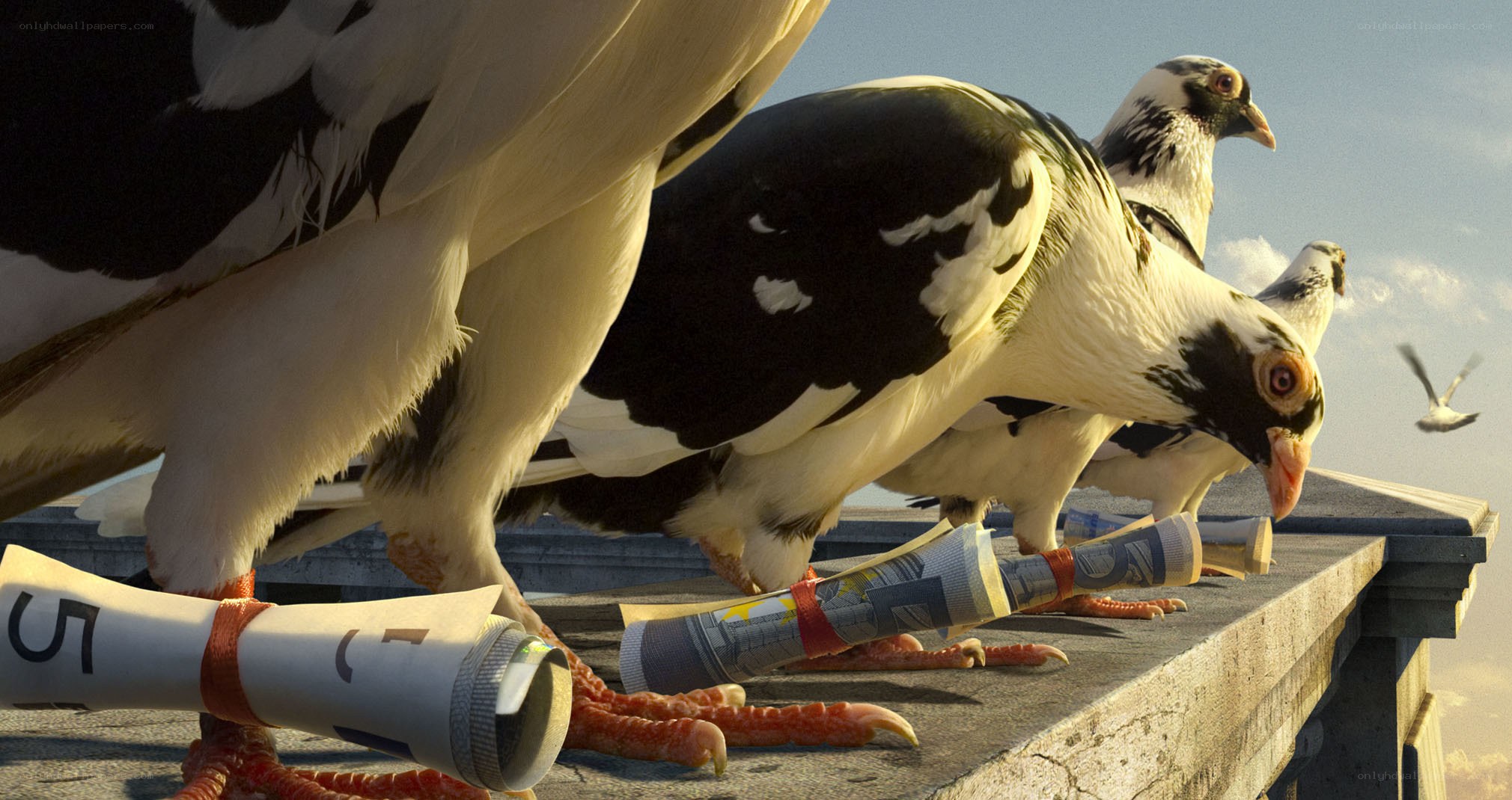 pigeons with rolled papers