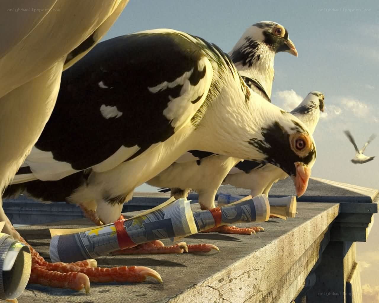Pigeons with rolled-up newspapers