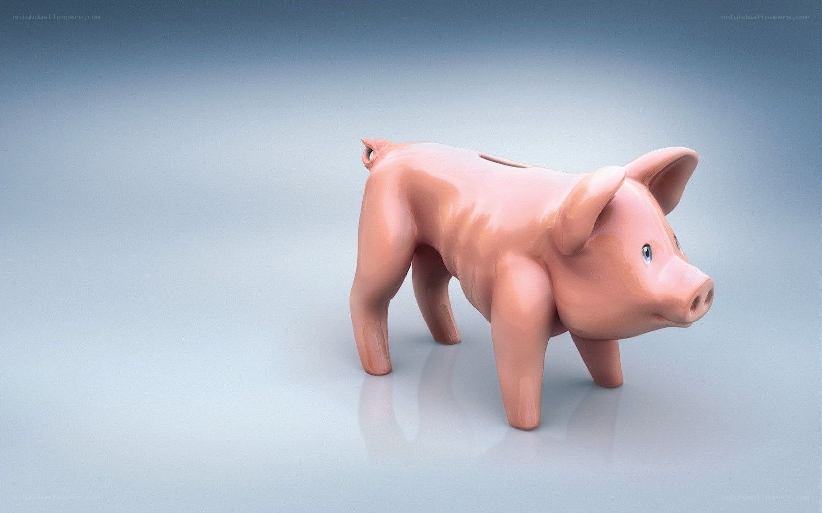 piggy bank pig