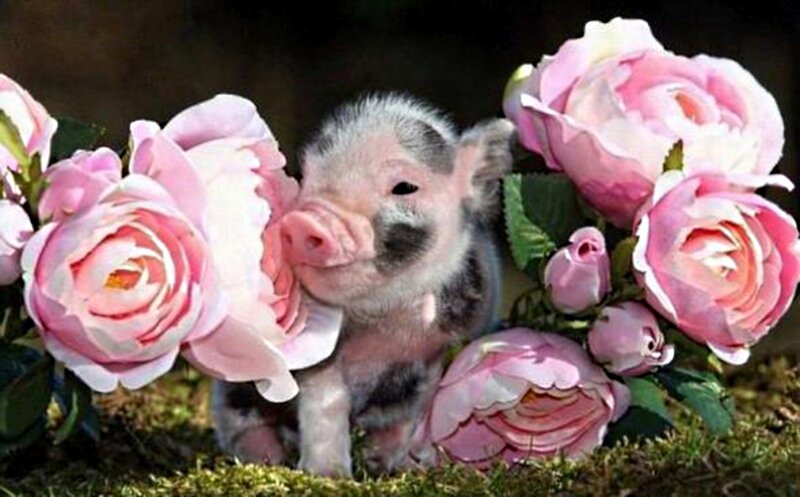 Piglet Among Roses