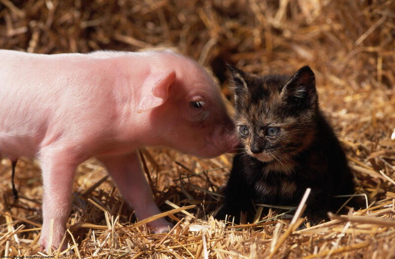 Piglet and Kitten