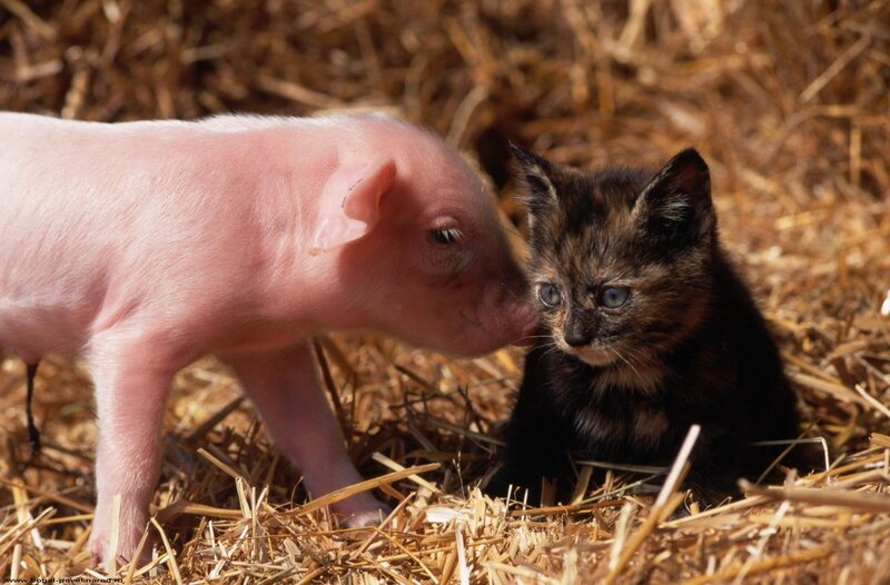 piglet and kitten together
