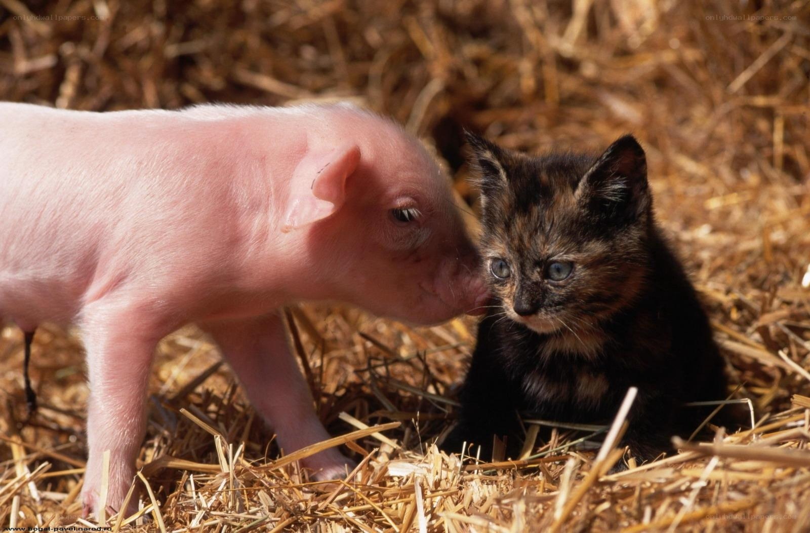 piglet and kitten together