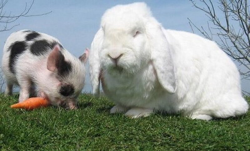 Piglet and Rabbit