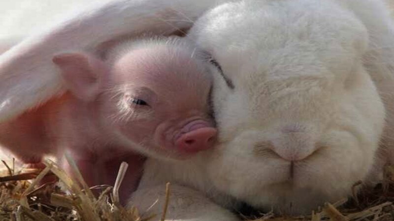 Piglet and Rabbit — White, Peaceful